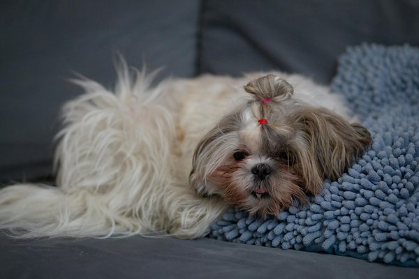 ¿Cuáles son las mejores prácticas para evitar que tu gato se aburra mientras estás fuera?