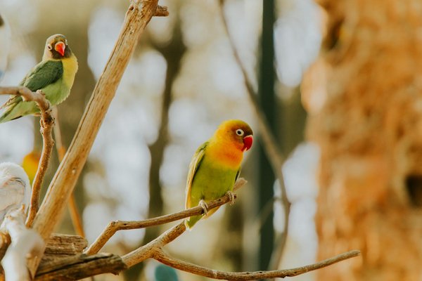 ¿Cuáles son las mejores prácticas para mantener un acuario de agua salada saludable?
